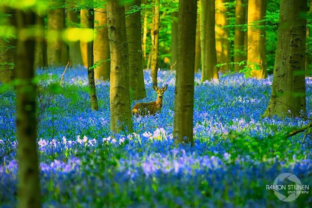 Hallerbos B&B In Bluebell Forest Halle  Extérieur photo