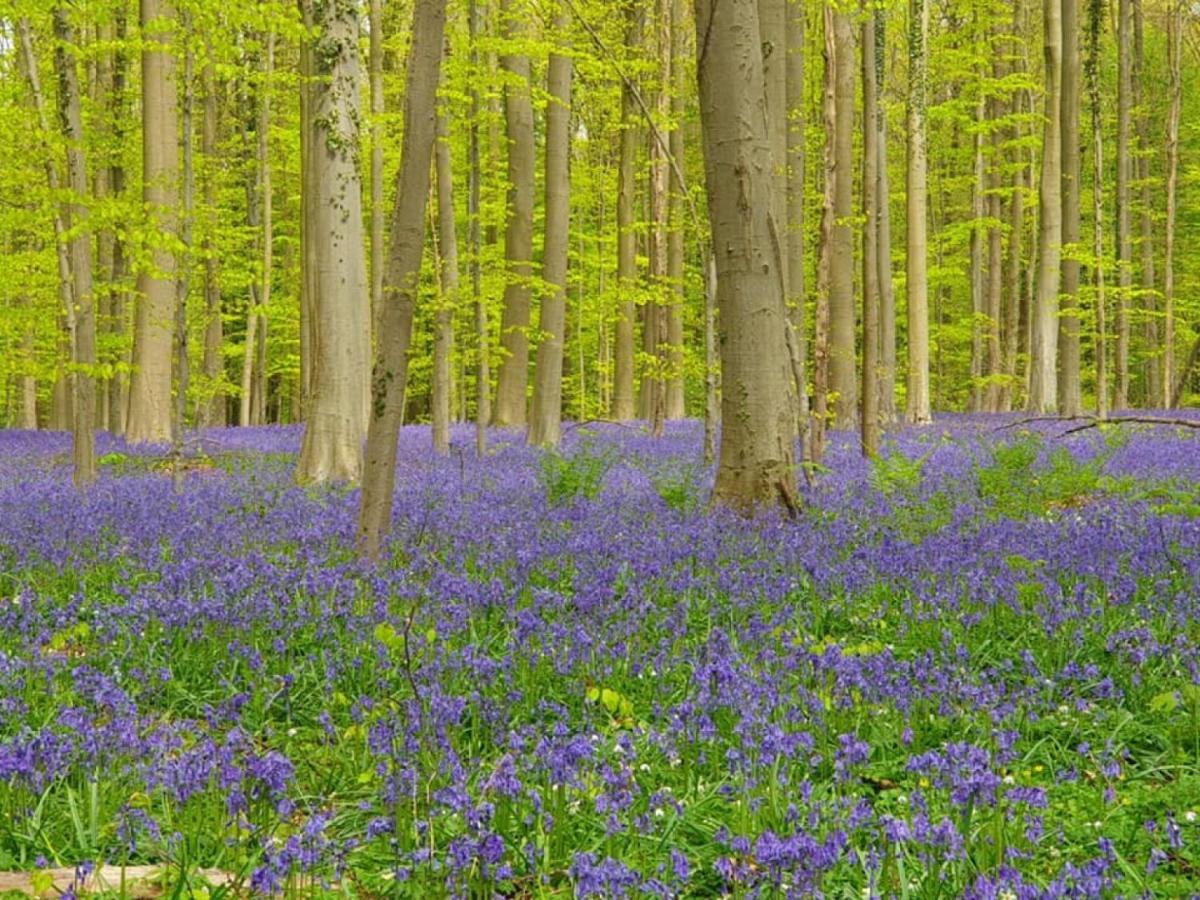 Hallerbos B&B In Bluebell Forest Halle  Extérieur photo